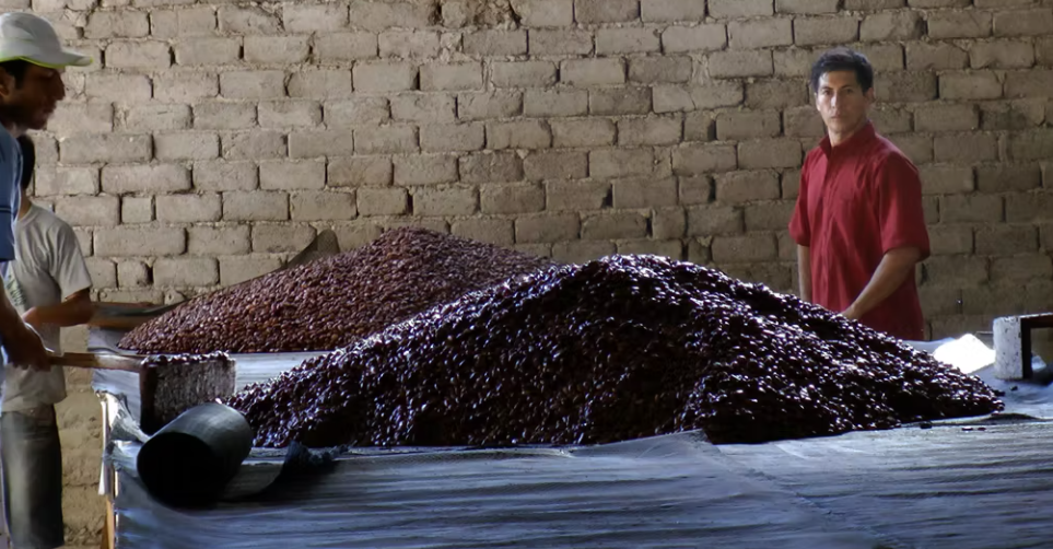 Secret Chocolate Process? – FortunatoNo4