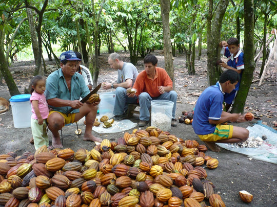 Cacao Farm Families & Every Other Family