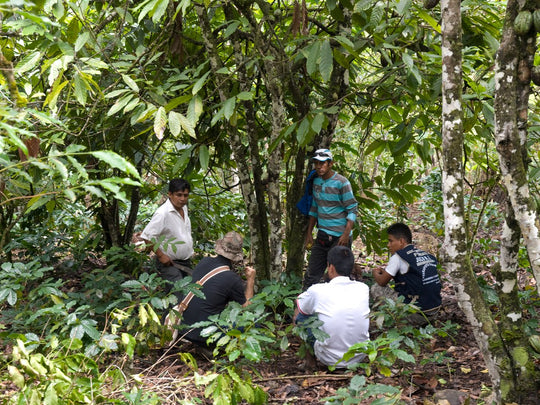 Agroforestry, Monocropping, Plantations