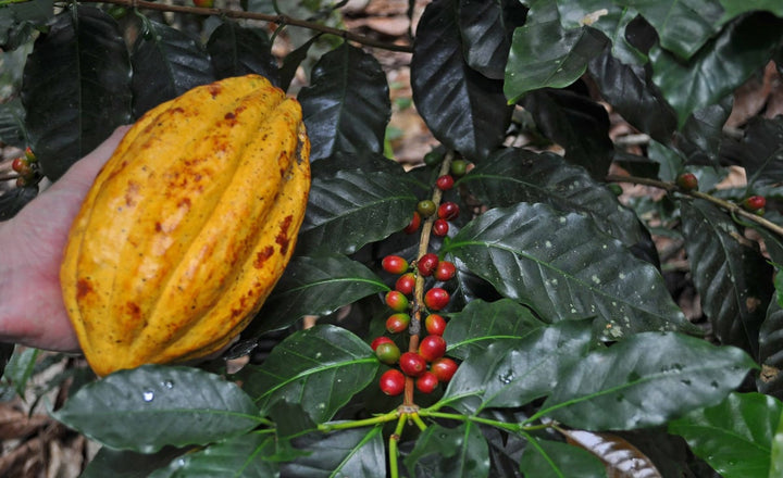 Cacao, Coffee, Multi-Culturalism