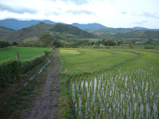 Cacao Harvest 2023-Update From Peru