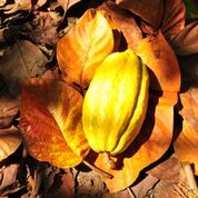 Good Cacao Beans = Good Chocolate