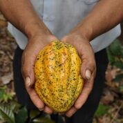 2023 Cacao Harvest Update - Good Rain!