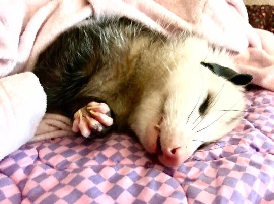 Possum In The Bed